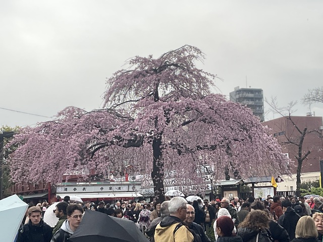 3/23(月)の桜と散歩企画を用意する理由について
