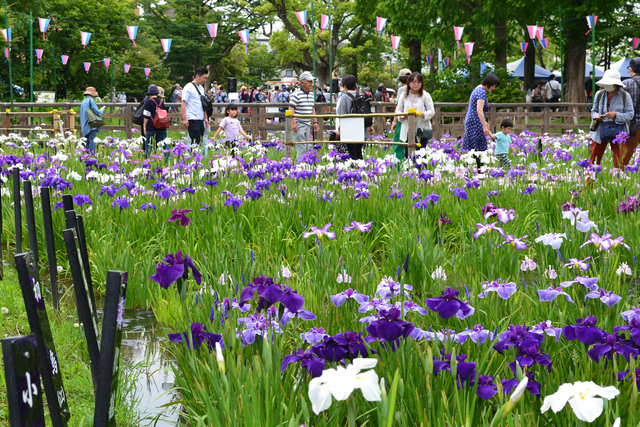 6/8 菖蒲まつりに行ってきました!