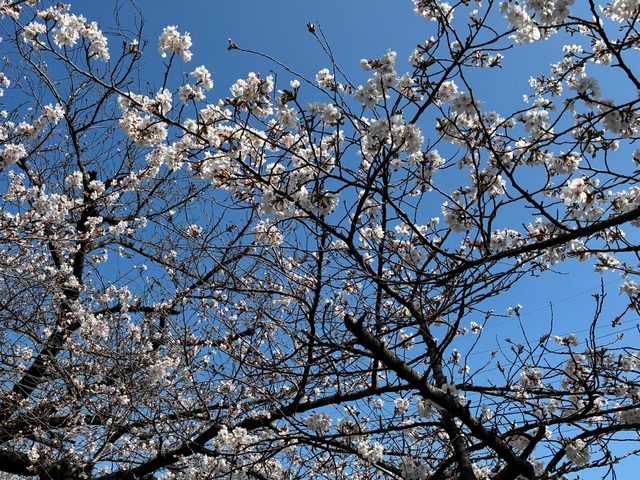 4月12日四日市で練習会♬募集中
