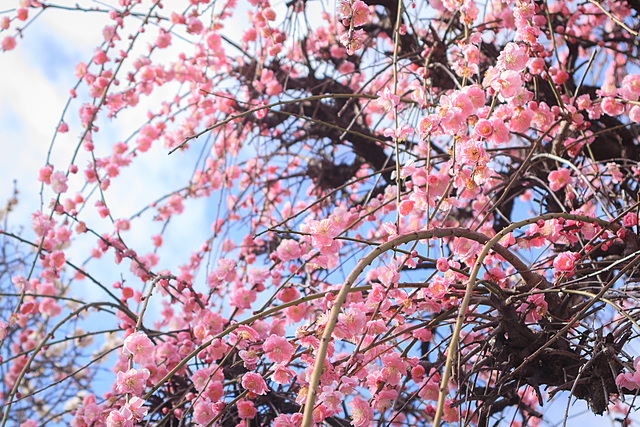 香梅園の梅祭り🌸