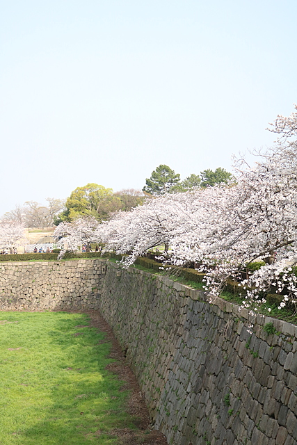 4/5大阪城お花見詳細