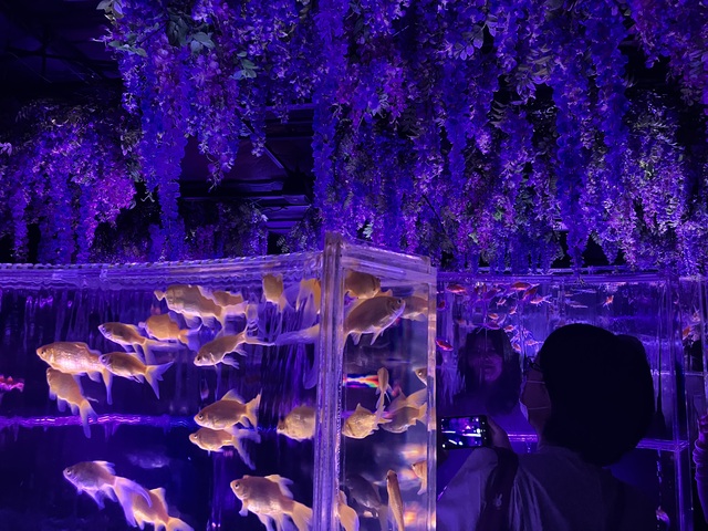 藤の花と菖蒲の幻想的な世界。銀座アートアクアリウム