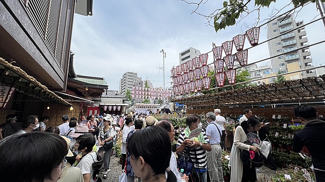 7/6朝顔市