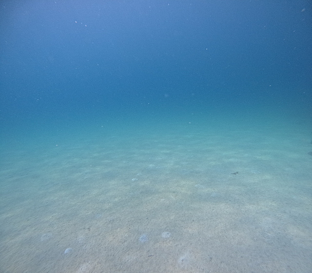 松江市ダイビングも定期開催中🐬🐬