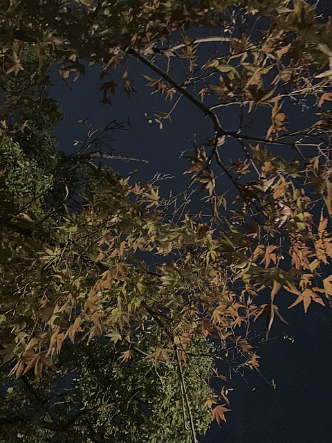 11月ウォーキング🚶♀️