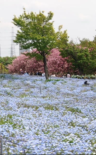 亀戸天神と舎人公園検討中の方へ😎