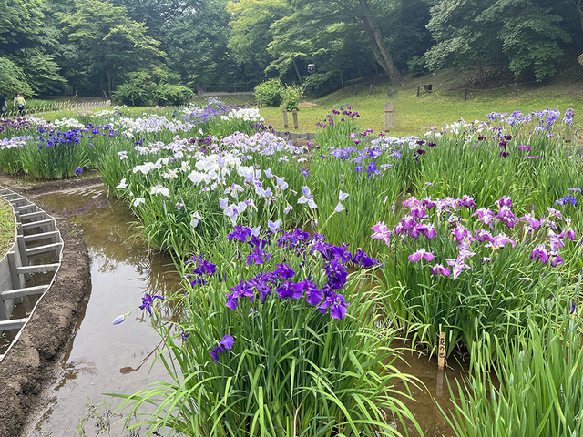 #01 朝散歩@明治神宮