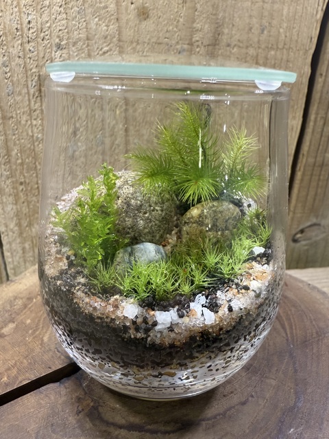 2025/5/4苔テラリウム作り体験