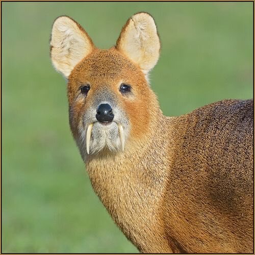 【幻の珍獣】シカなのに牙!?かつて多摩動物公園にもいた「キバノロ」の正体
