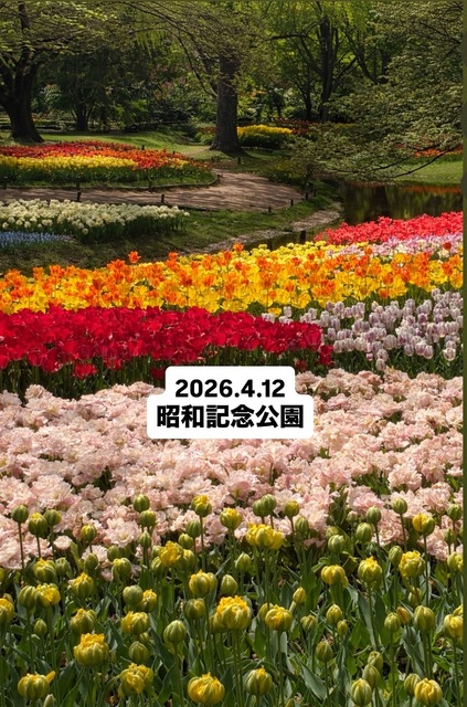 昭和記念公園チューリップ🌷2026.4.12