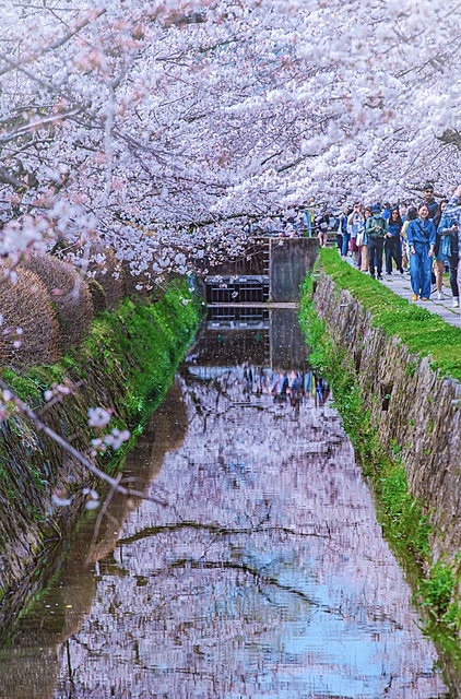 京都桜巡り^ - ^