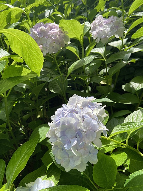 今日はみんなで長居植物園をお散歩!