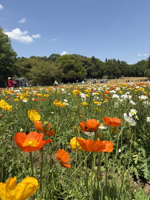国営武蔵丘陵森林公園に行きました💕