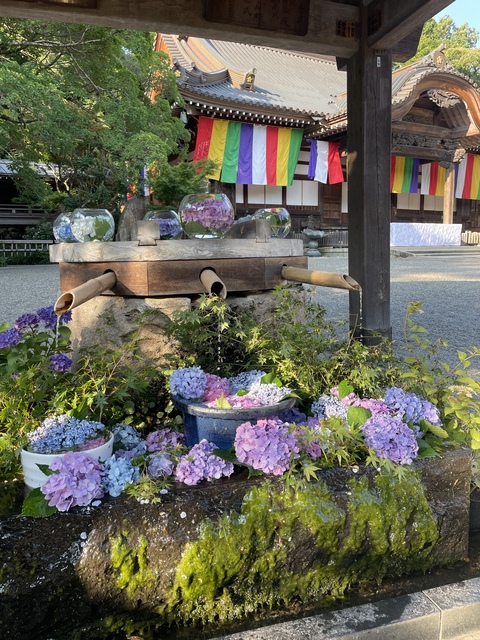 【27日】宵月の花散歩🌙【十五夜】夜の神代植物公園　☀️夕涼み【ライトアップ】夜散歩🌙