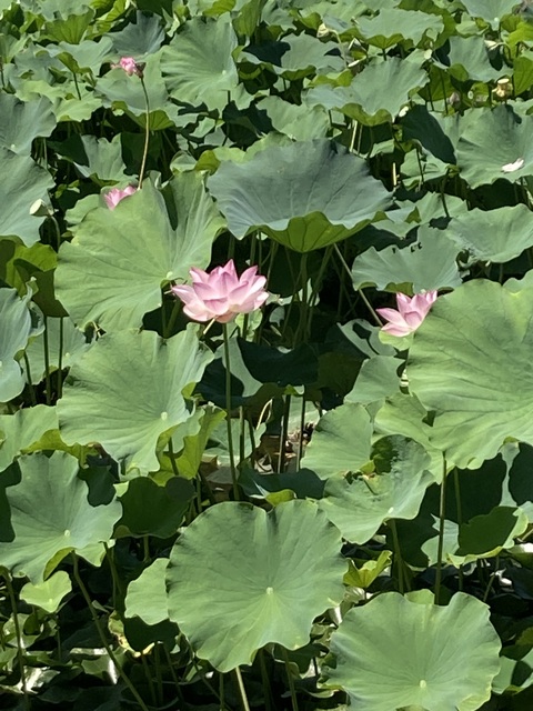 7月6日 四日市で開催致します‼️