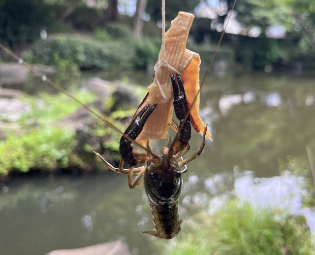 大人のザリガニ釣り