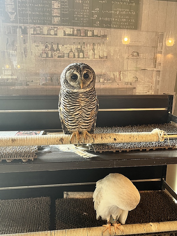 24.7.31（水）☀️ 〜フクロウ🦉触れ合い&自然散歩🌴の旅〜