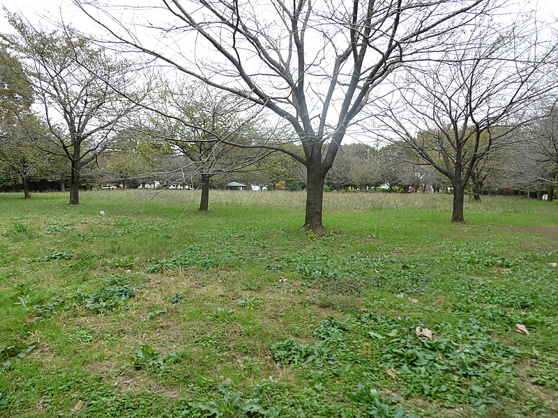 舎人公園でウォーキング&写真撮影しよう！
