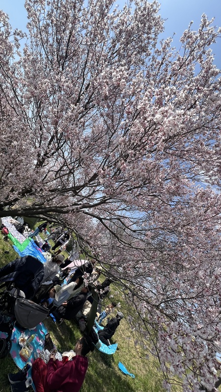2025/3/30桜