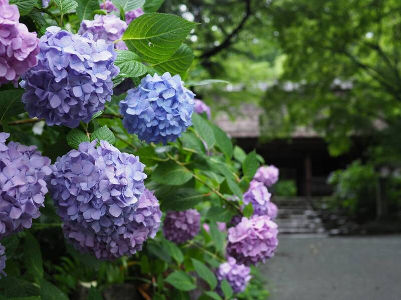 2025/06/14_4Seasons番外編：梅雨【個別】