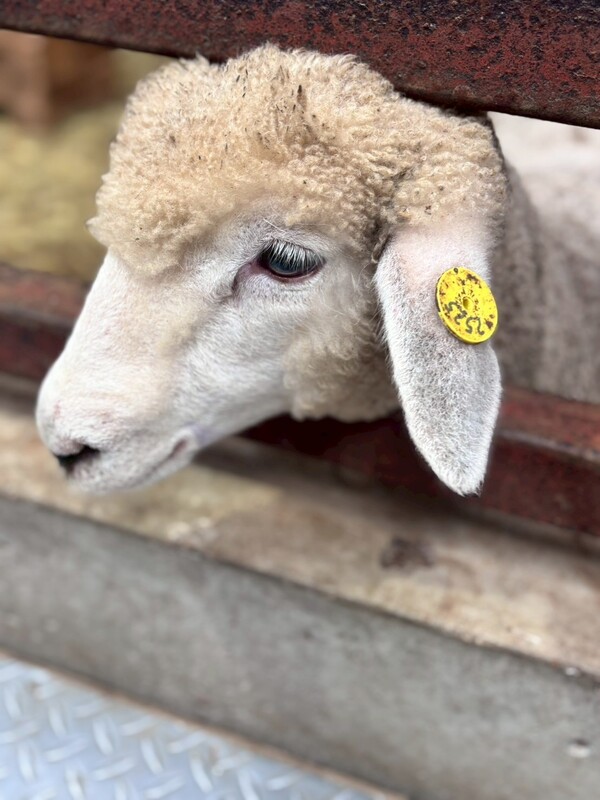 2025/09/23マザー牧場