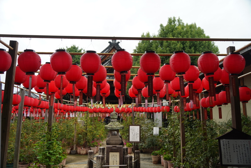 2025/10/04藤原宮跡花園にコスモス見に行こう。お房観音と橿原神宮も行くよ