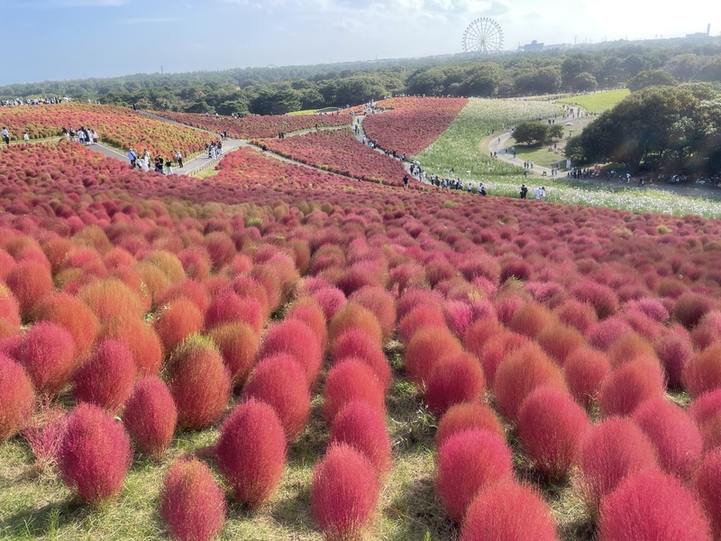 2025/10/18コキア&あしかがフラワーパーク