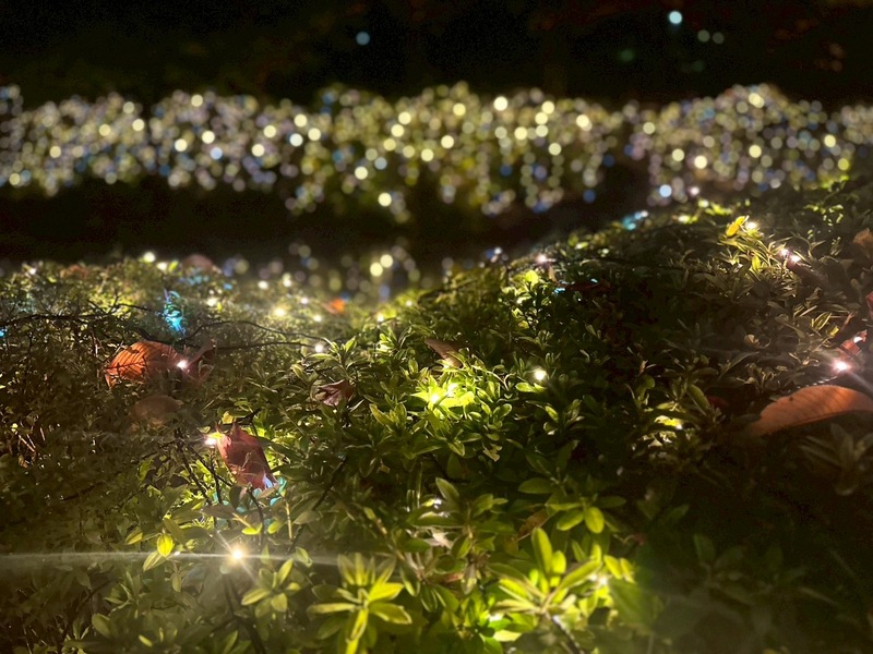 2025/11/16六本木イルミネーション🌉