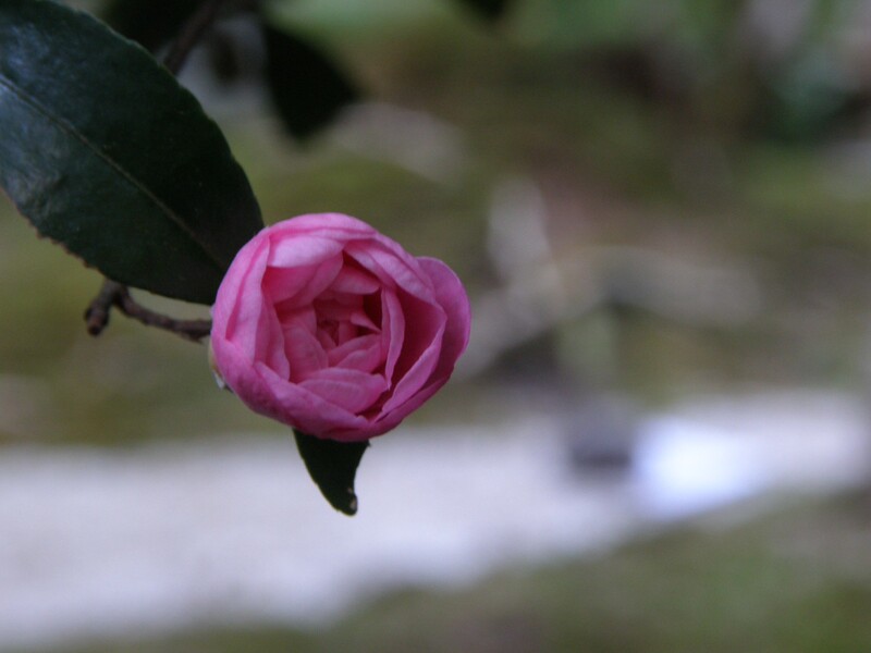 20251122_写活12_「動け！不動院！🍁三瀧寺音階200🍁」【公式】