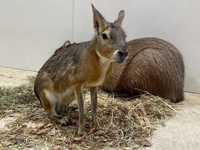 アニタッチお台場