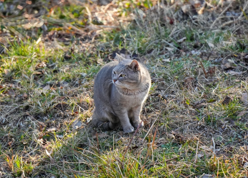 20260221_写活13_「🥇黄金夜景🌉」【公式】