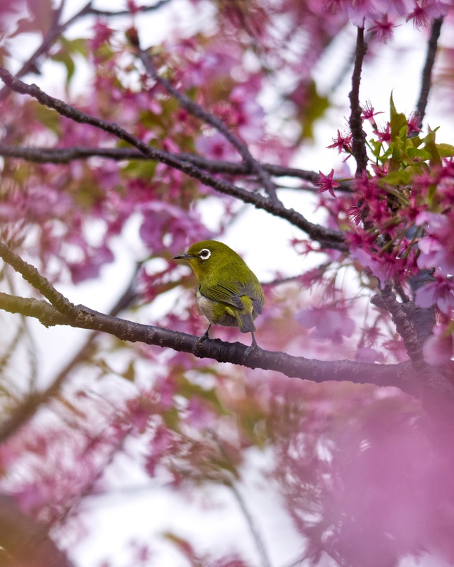 20260308_4Seasons番外編：春【個別イベント】