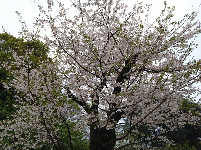 2026/04/04　お花見@新宿御苑