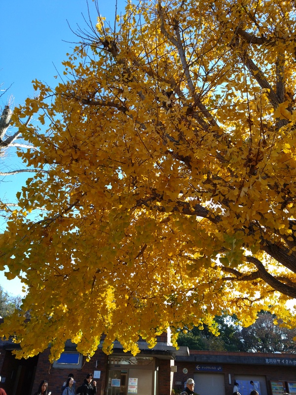 2025/11/30 紅葉狩り@昭和記念公園