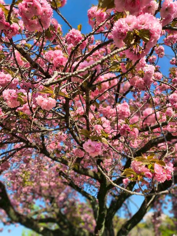 さくらピクニック