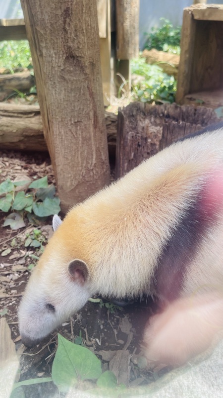 野毛山動物園ツアー
