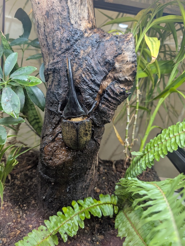 【箕面】箕面大滝で行楽しよう！
