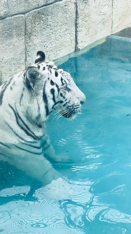 東武動物公園ツアー