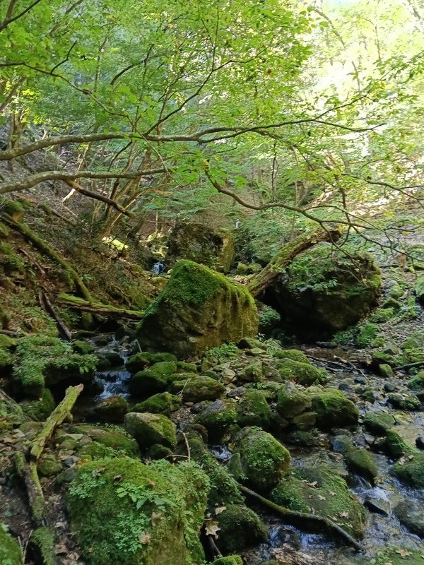 2026/10/10 御岳山→日の出山→つるつる温泉