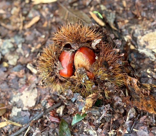 2025.10.4🌟栗拾い🌰