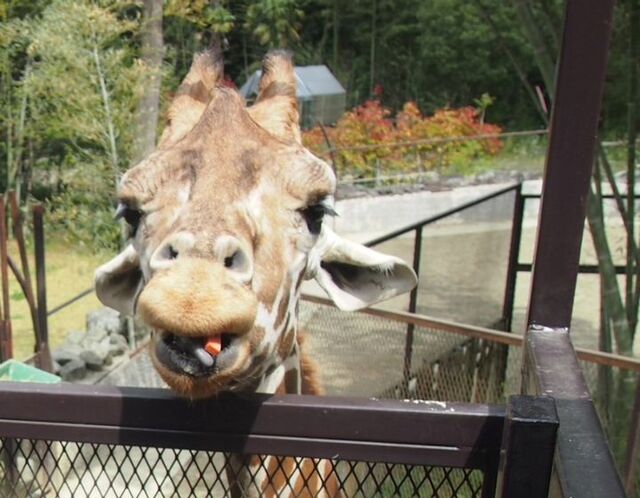 〜動物園の役割〜