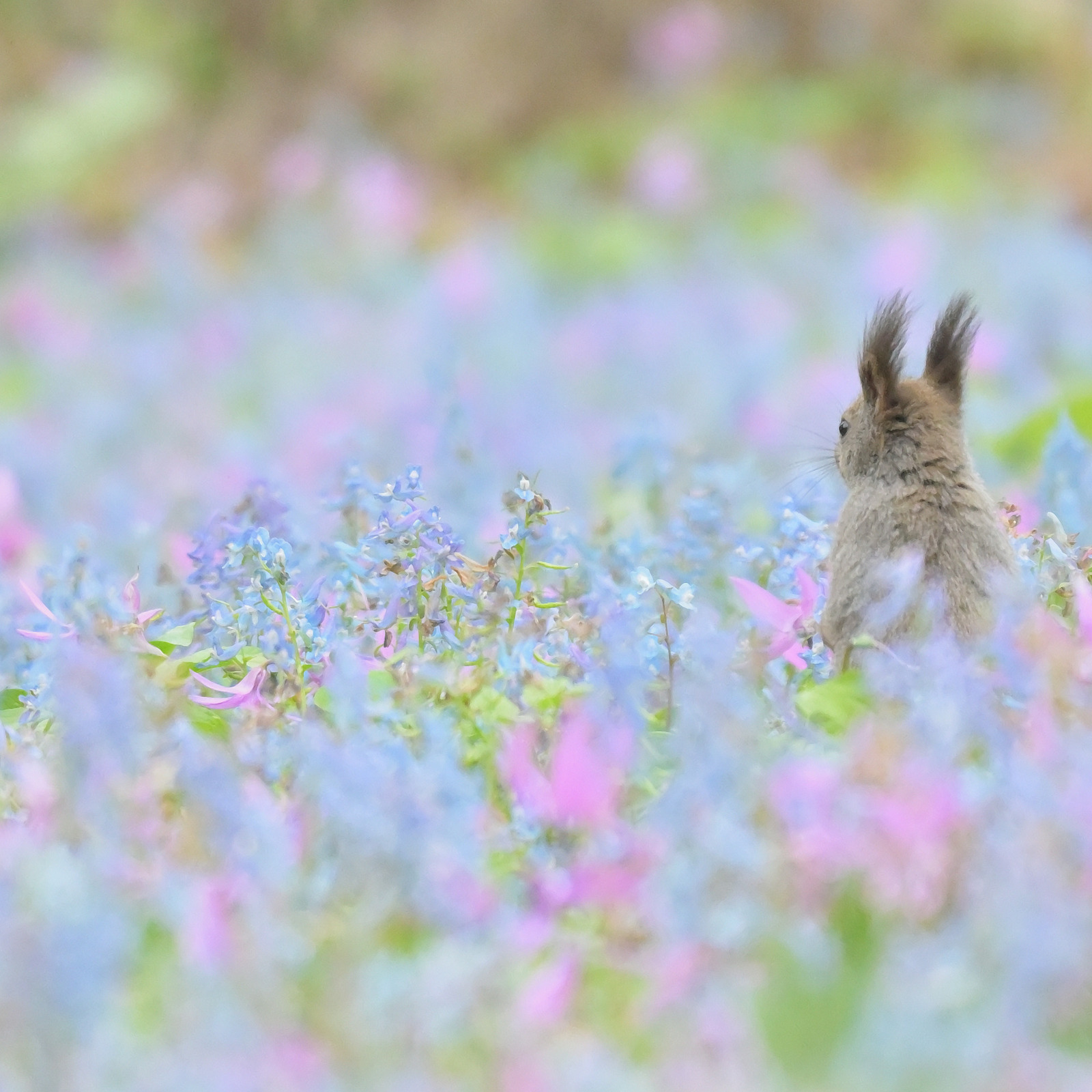 動物写真コミュニティ（若干名募集）