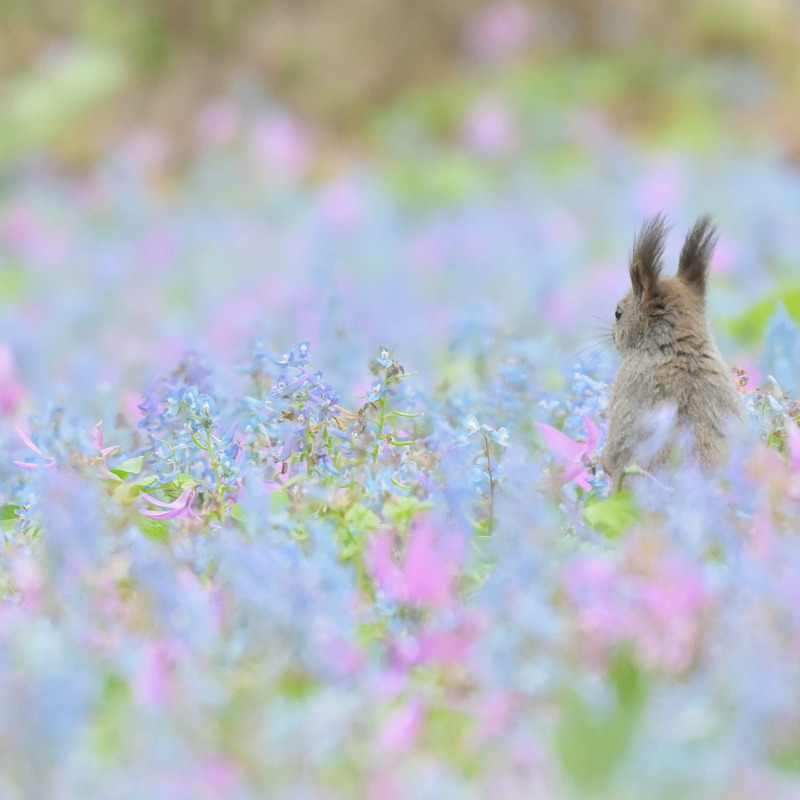動物写真コミュニティ（若干名募集）