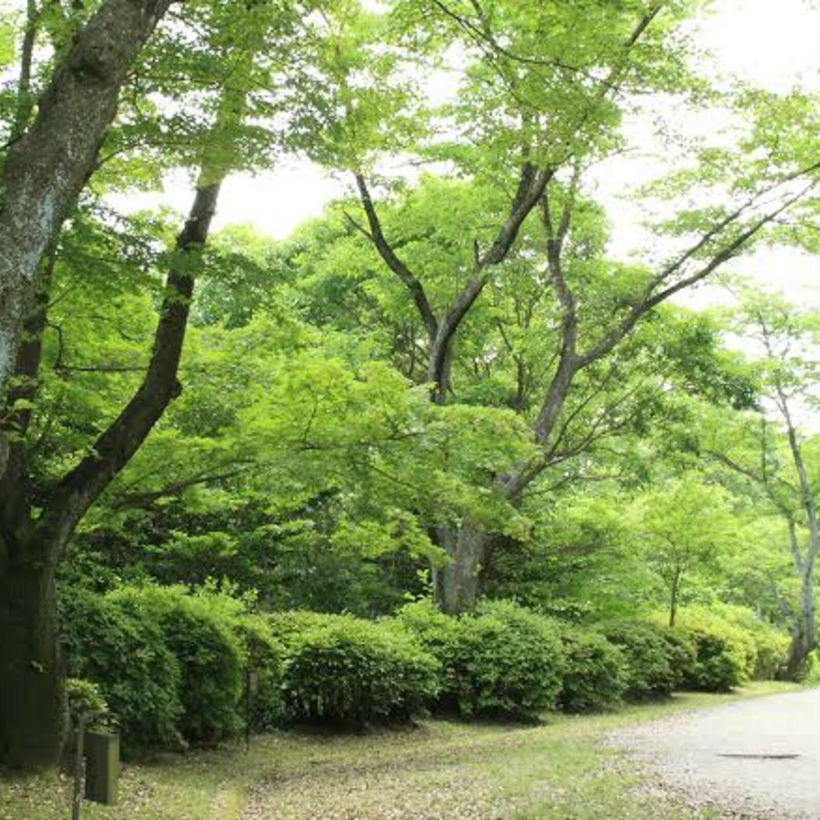お気軽運動部