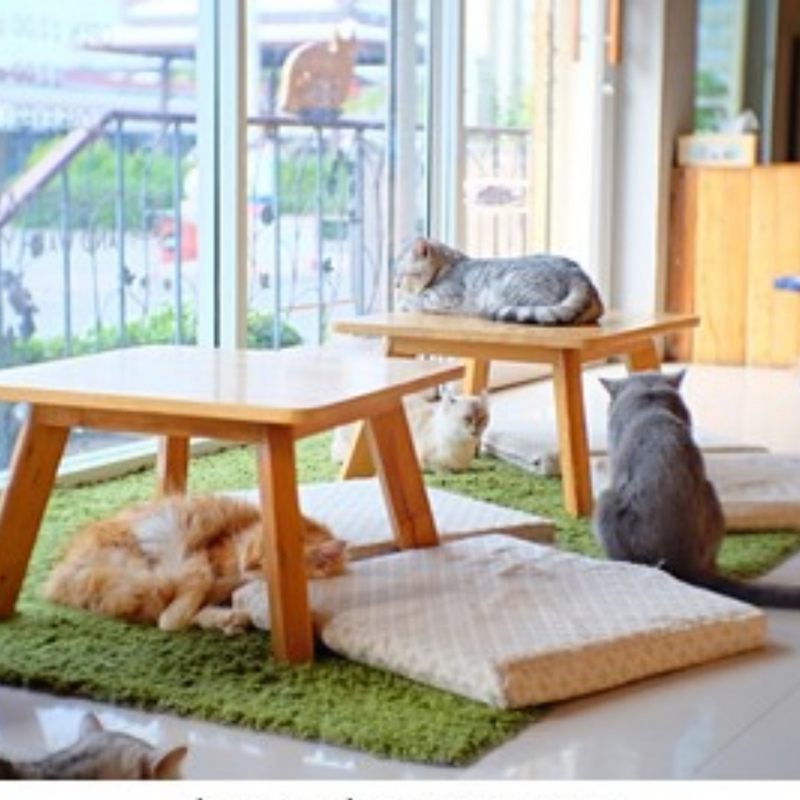 猫カフェいこ〜よ🐈🐾
