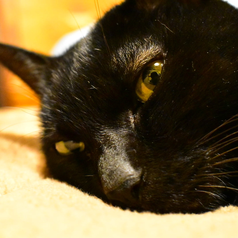 Catopia