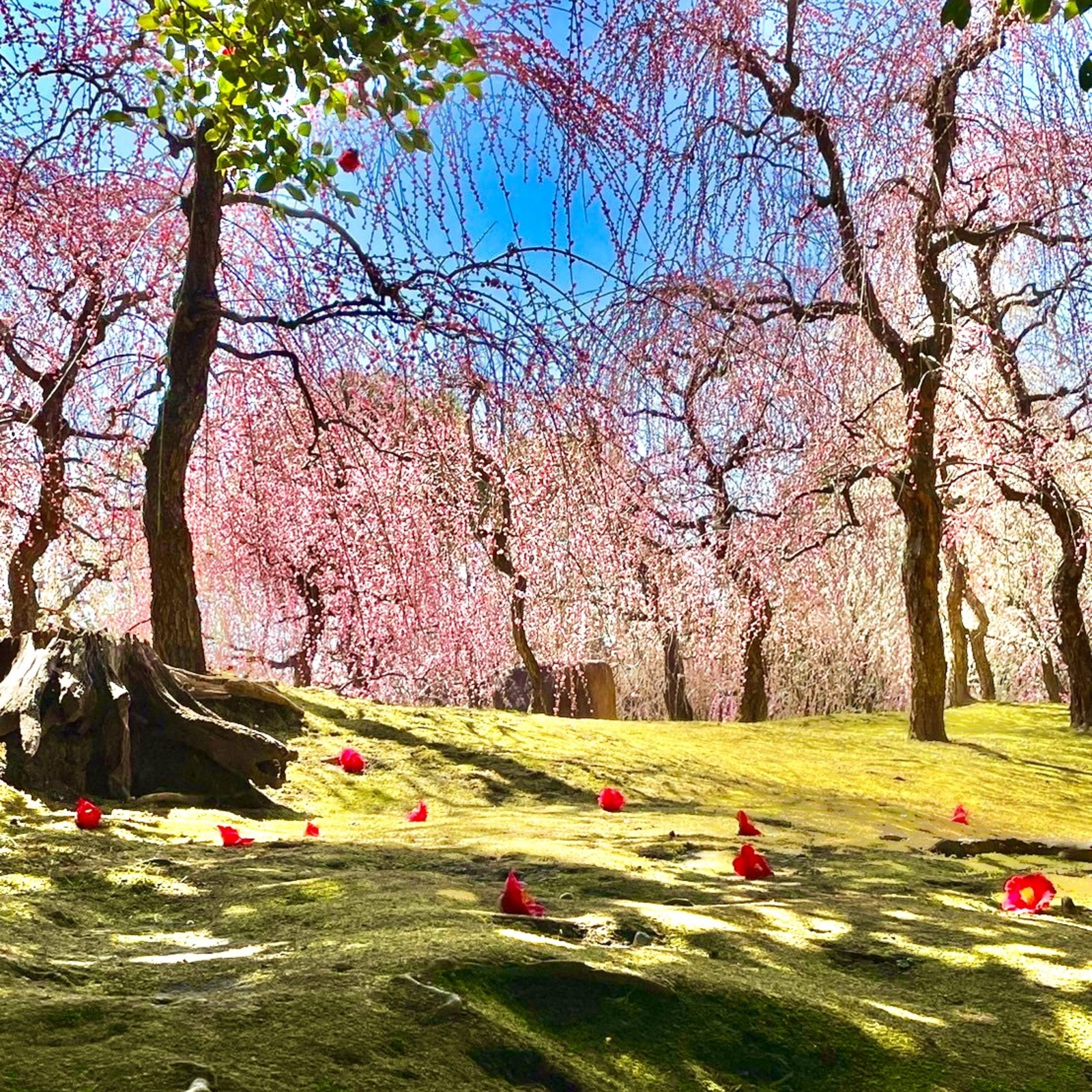和文化