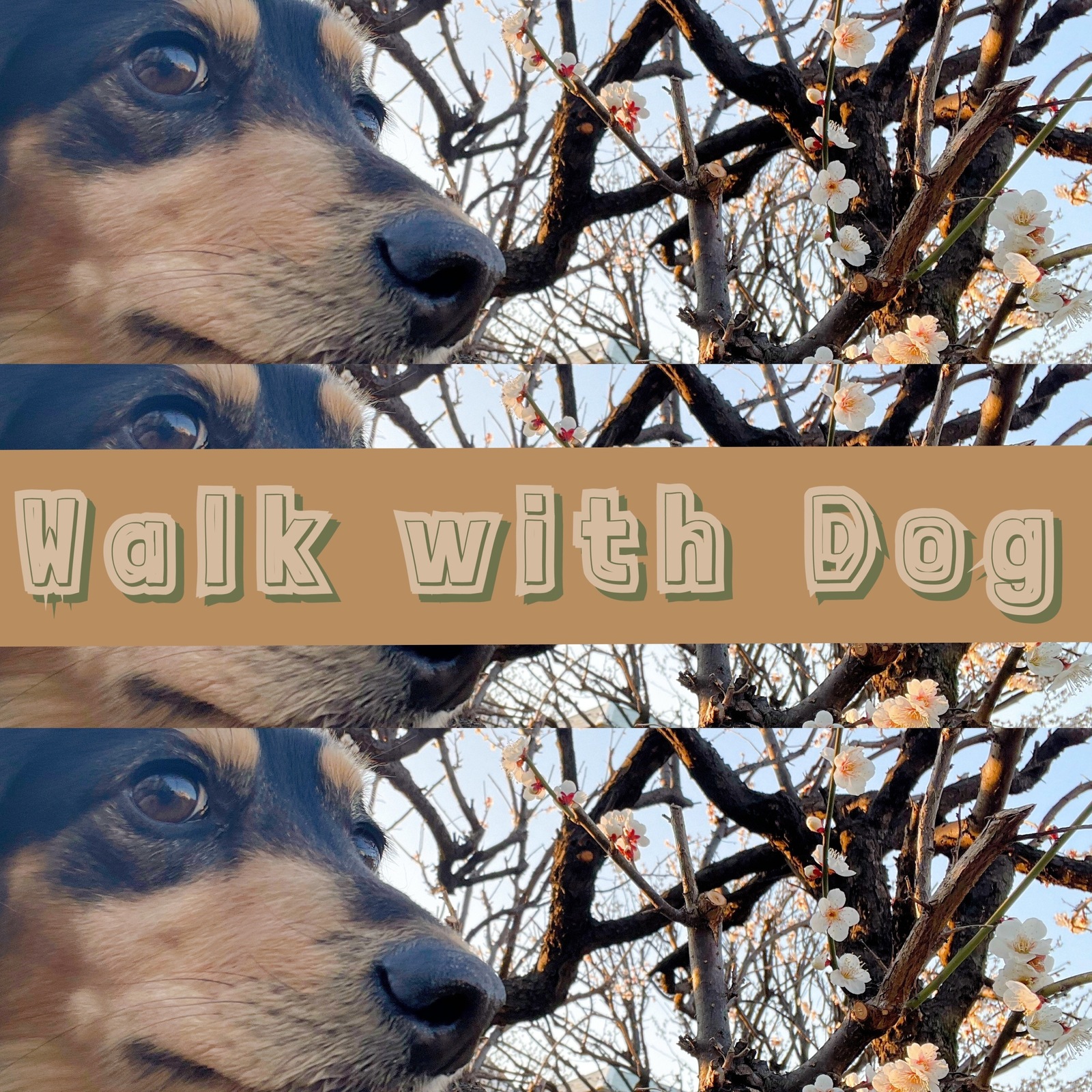 Walk with Dog