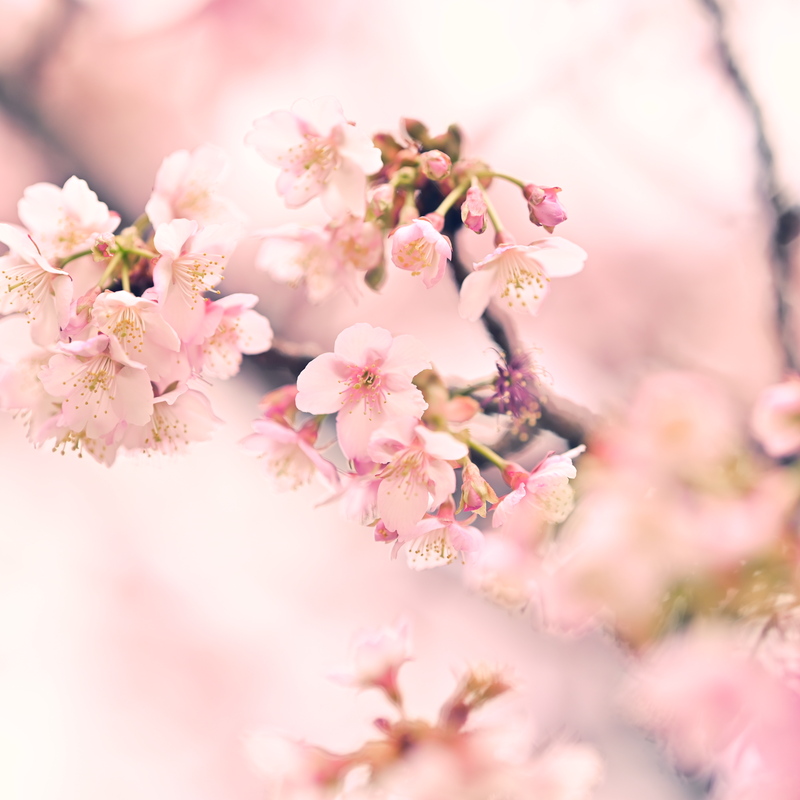 🍁👘着物で四季写真👘🌸