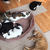 Circle Image